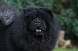 CHOW CHOW 788